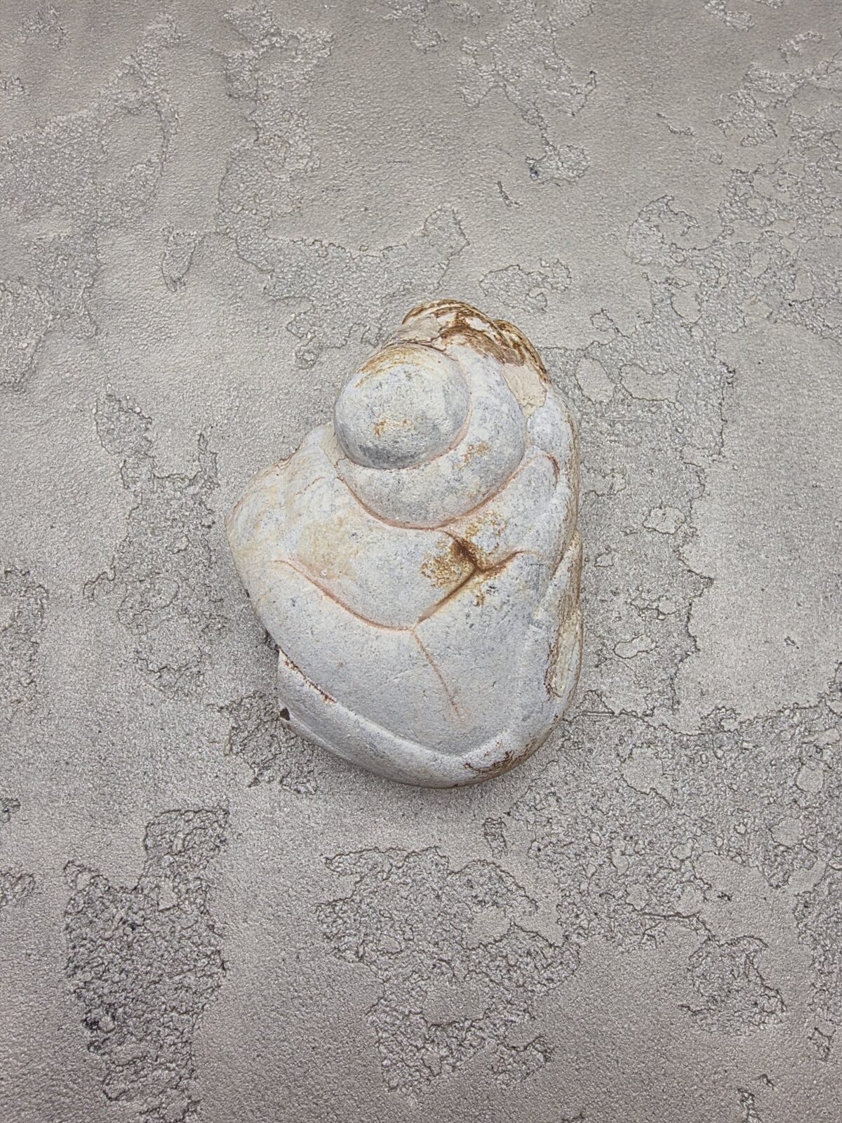 İRİ KOLEKSİYON MENALİT - Görsel 2