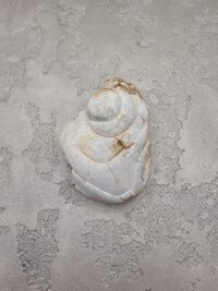 İRİ KOLEKSİYON MENALİT - Görsel 2