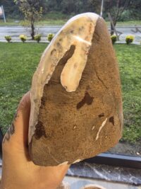 SİTRİN JEOT-HAMİLE - Görsel 2