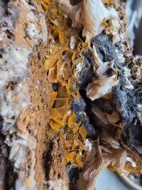 CERUSSITE MİNERALİ GEM