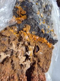 CERUSSITE MİNERALİ GEM - Görsel 2