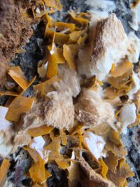 CERUSSITE MİNERALİ GEM