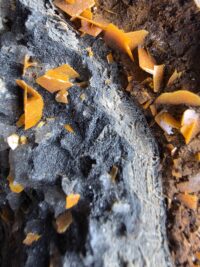 CERUSSITE MİNERALİ GEM - Görsel 2