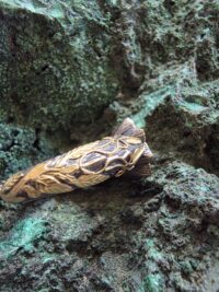 Rodonit Yüzük - Görsel 4